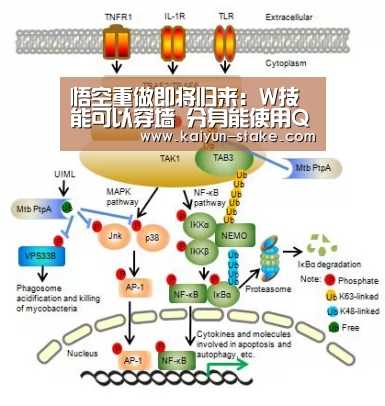 悟空重做即将归来:W技能可以穿墙 分身能使用Q、E、R技能:开云官网(图3) 开云官网